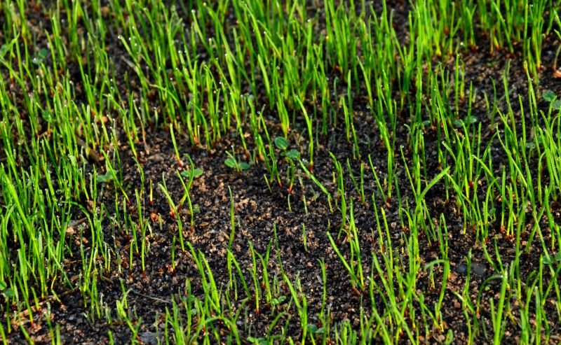 Healthy Lawn Close-up