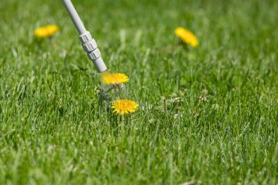 Get Weed Control of Your Lawn!
